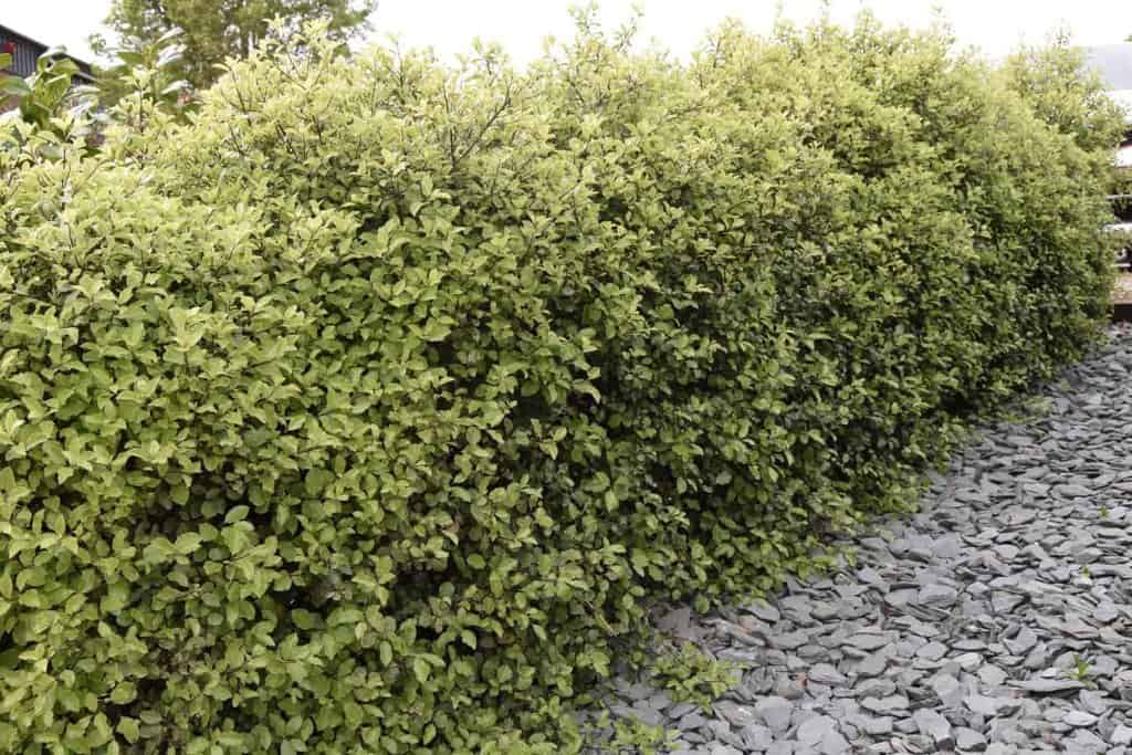 Pittosporum tenuifolium 40-60 cm