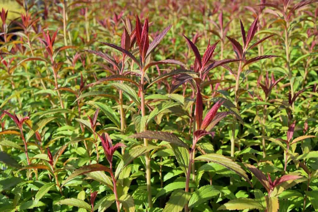 Spiraea japonica 'Anthony Waterer' 40-60 cm