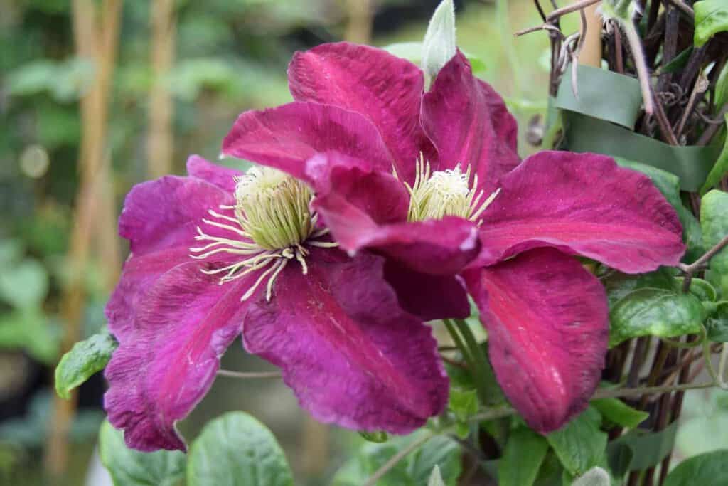 Clematis 'Niobe'