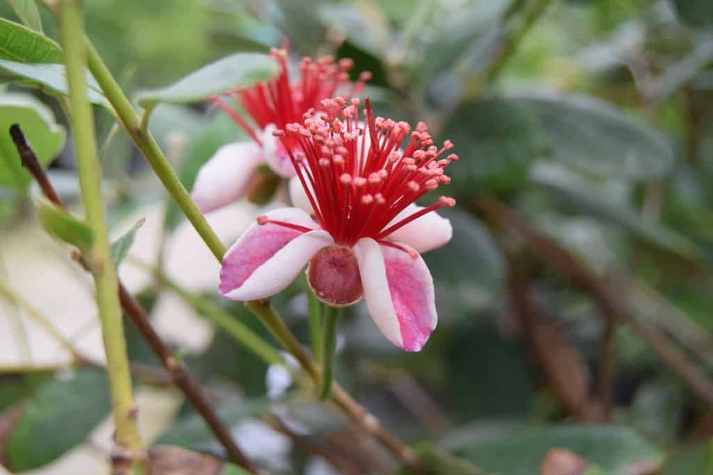 Acca sellowiana 175-200 cm