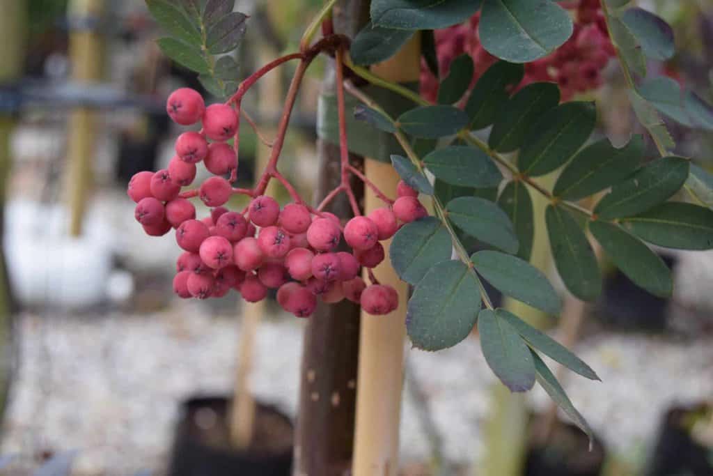 Sorbus pseudohupehensis 'Pink Pagoda' 14-16 EHS