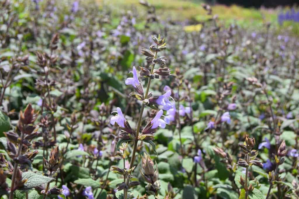 Salvia officinalis 'Purpurascens' ---
