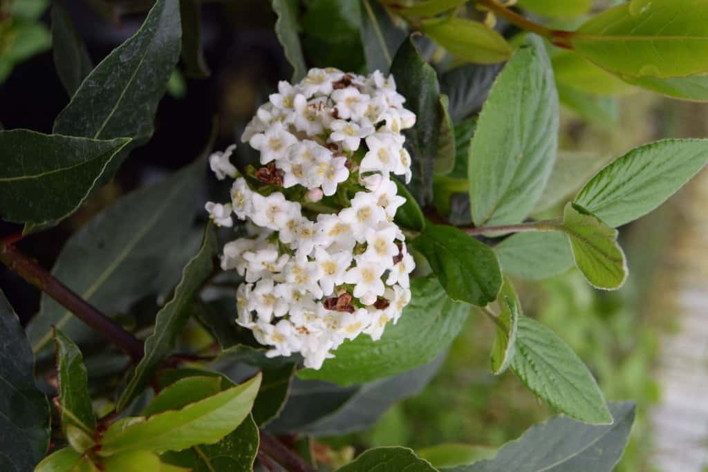 Viburnum x burkwoodii 150-175 cm