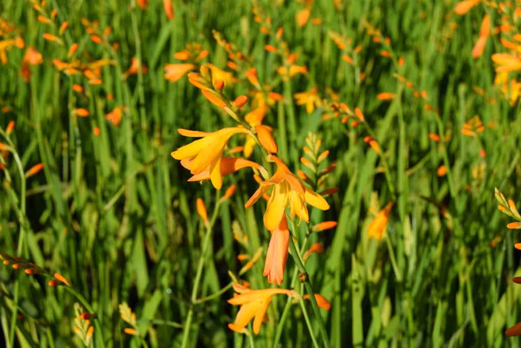 Crocosmia 'George Davidson'