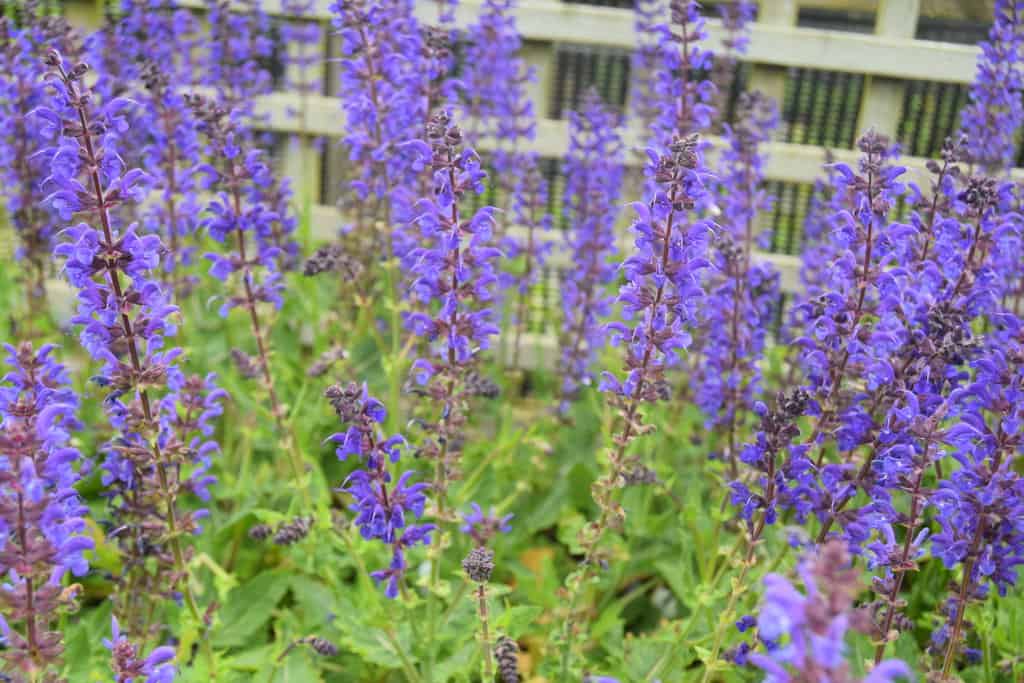 Salvia x sylvestris 'Viola Klose'