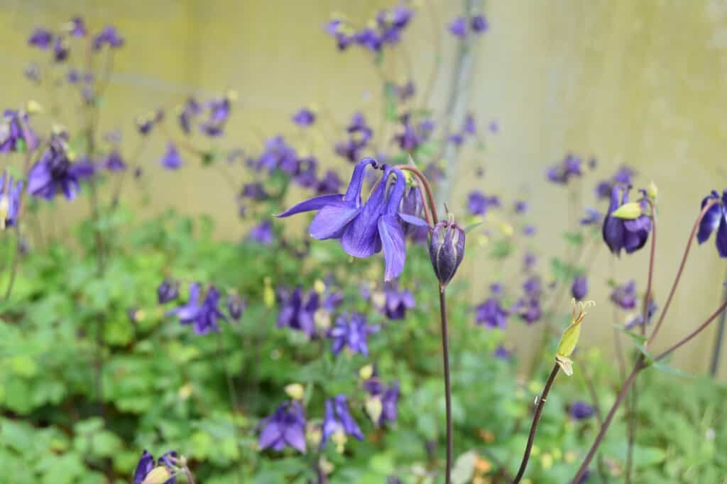 Aquilegia vulgaris