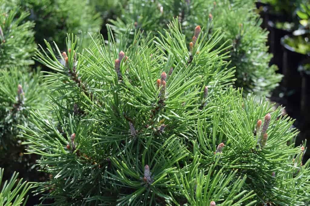 Pinus mugo 'Mops'