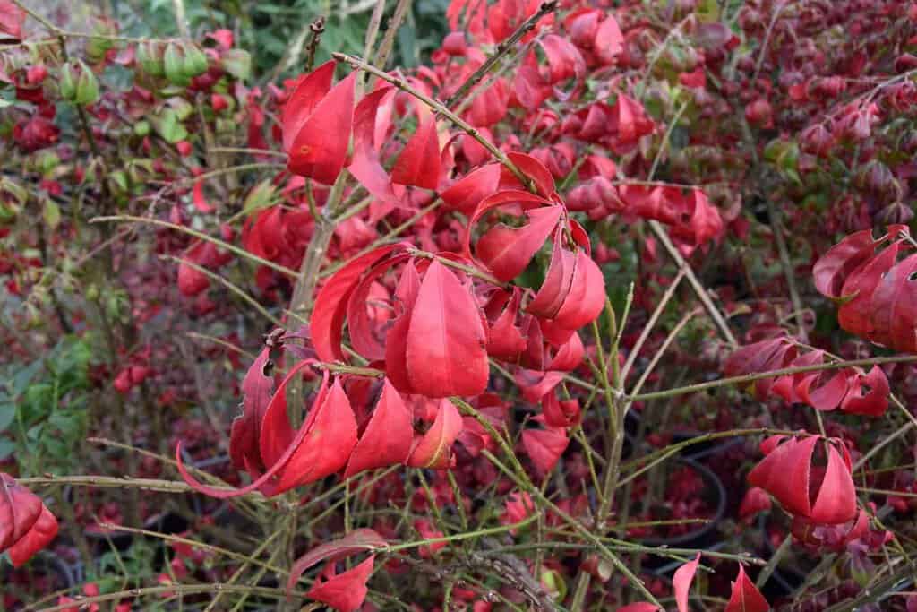 Euonymus alatus 'Compactus' 60-80 cm