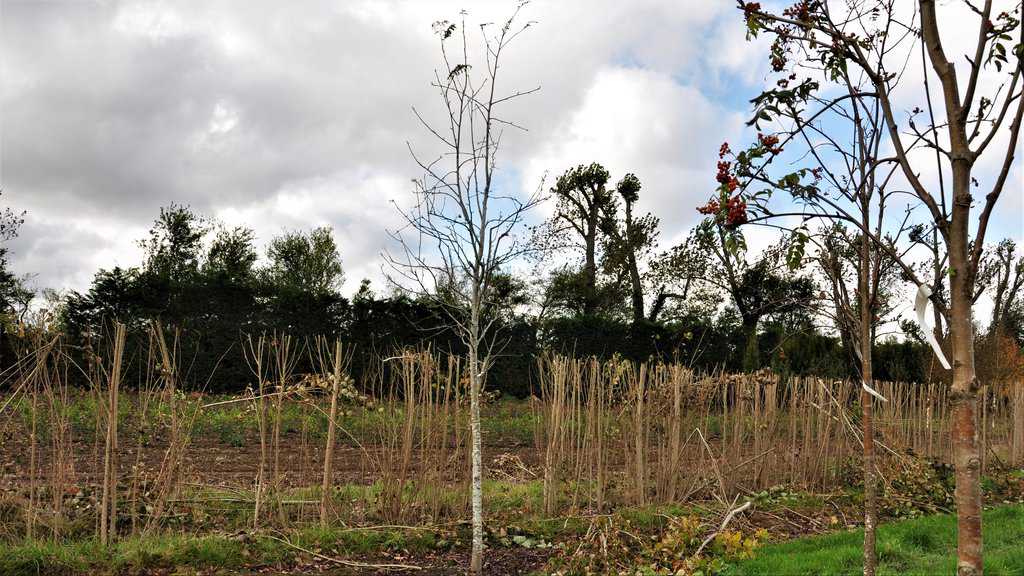Sorbus aucuparia 12-14 HS