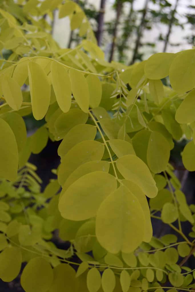 Robinia pseudoacacia 'Frisia'