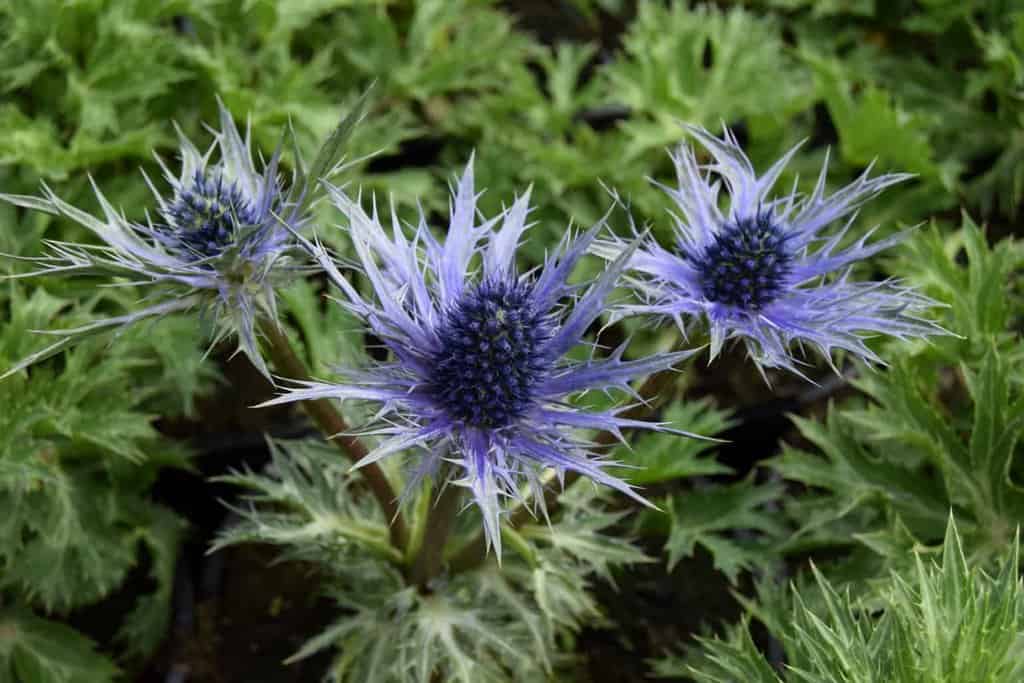 Eryngium x zabelii 'Big Blue'