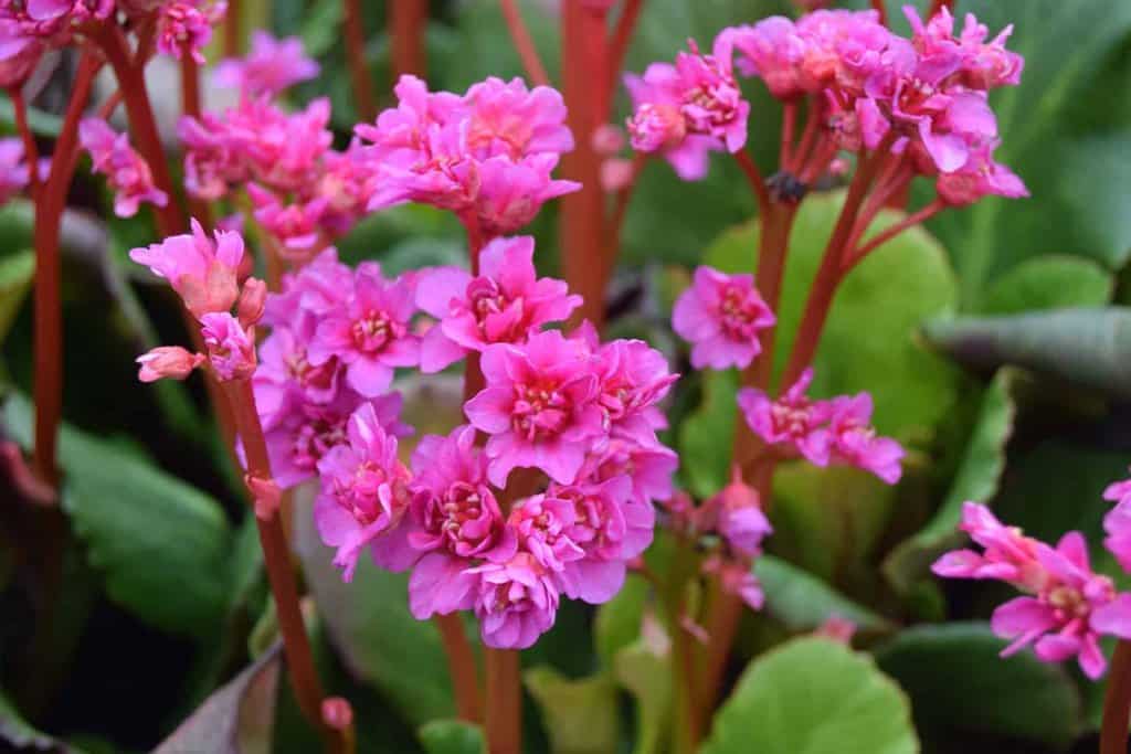 Bergenia 'Abendglut' ---