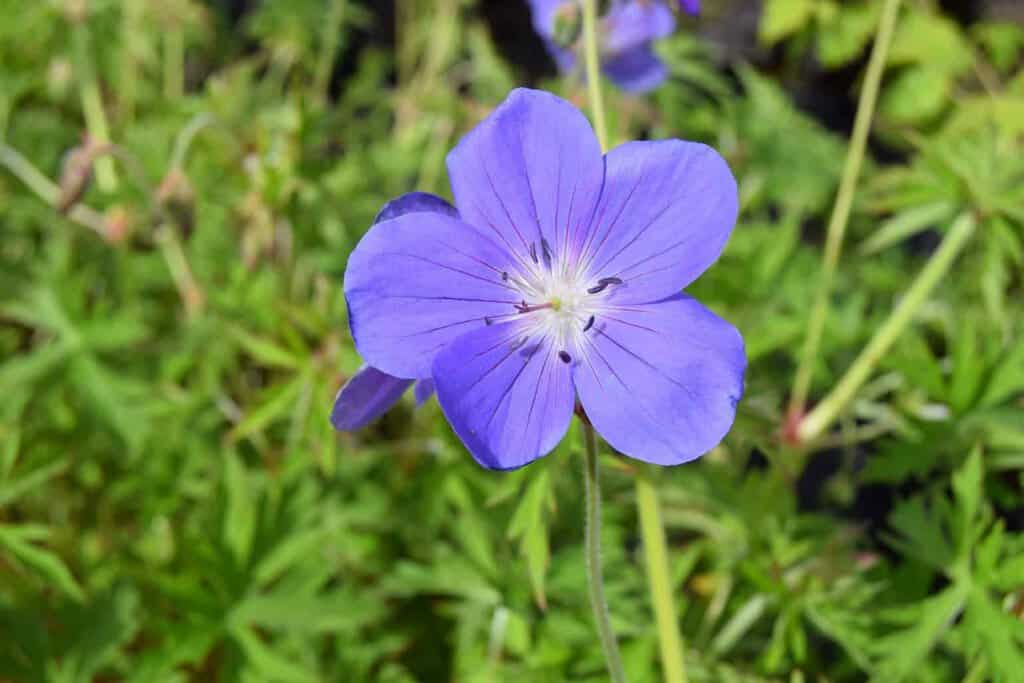 Geranium 'Brookside' ---