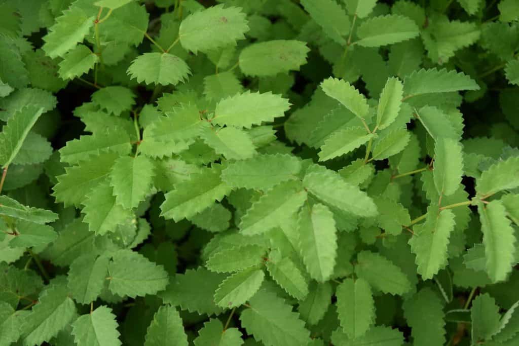 Sanguisorba officinalis ---