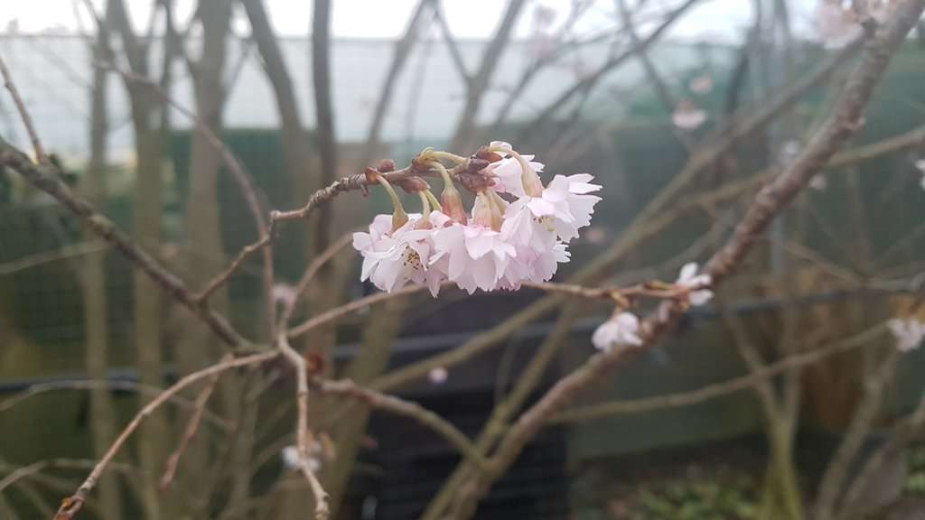Prunus x subhirtella 'Autumnalis Rosea'