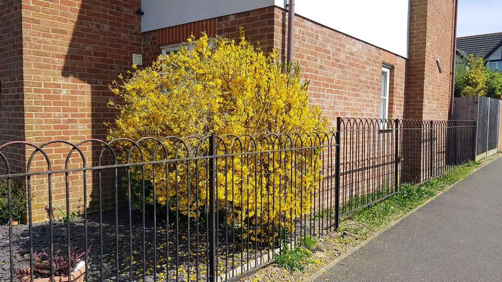 Forsythia x intermedia 'Lynwood Variety' 40-60 cm