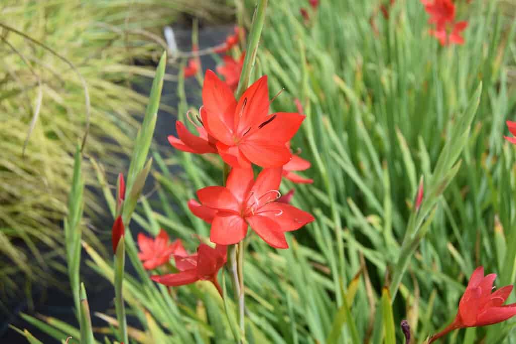 Hesperantha coccinea 'Major' ---