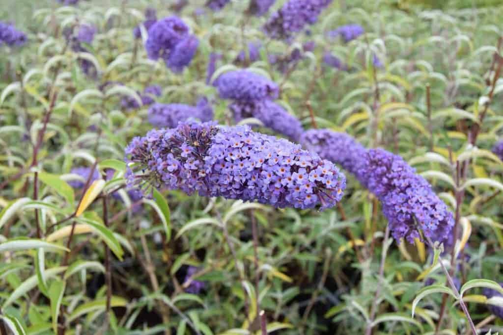 Buddleja davidii 'Nanho Blue' 30-40 cm