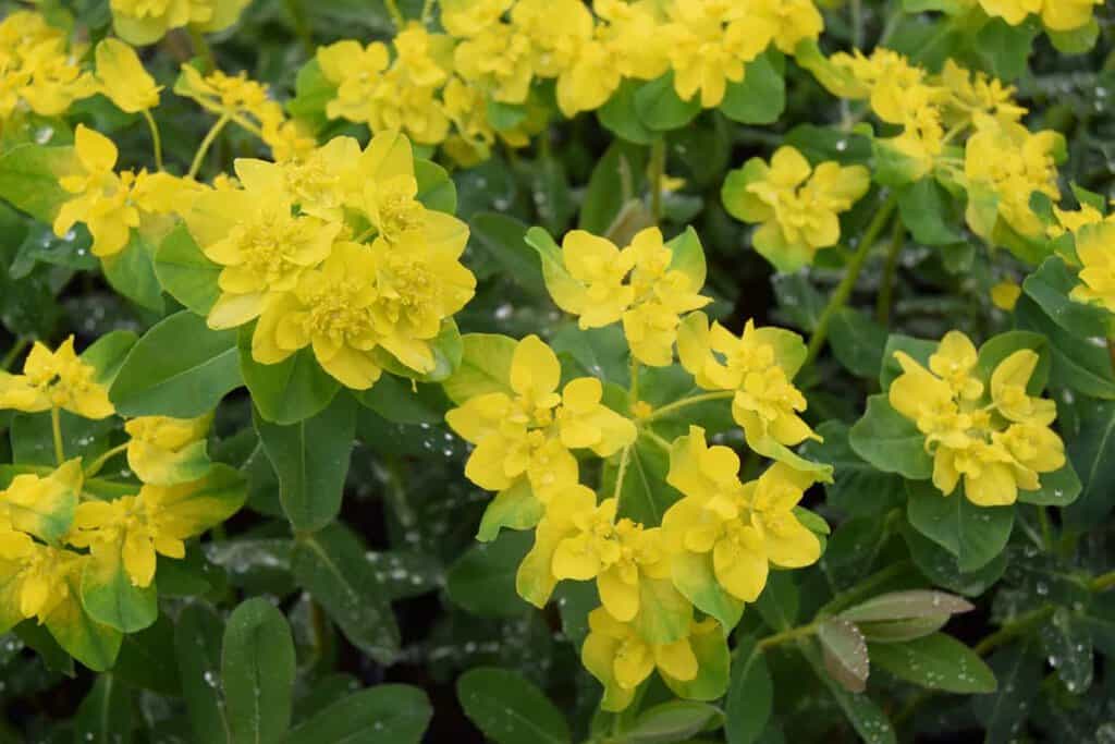 Euphorbia polychroma