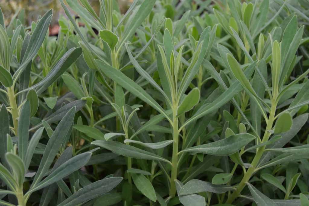 Euphorbia characias ssp. wulfenii ---