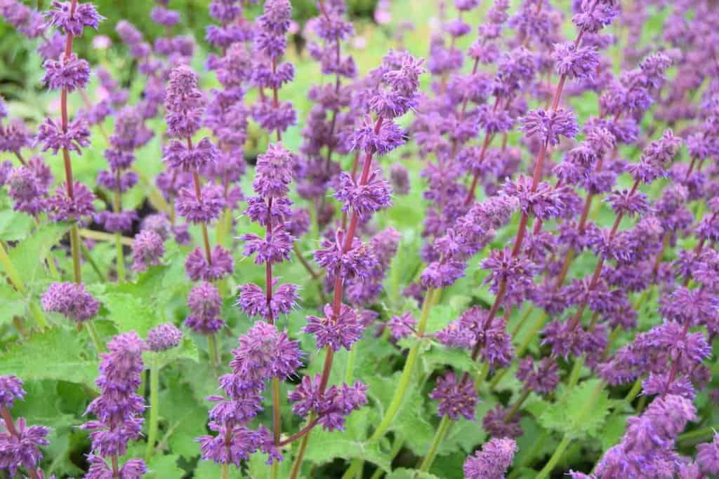 Salvia verticella 'Purple Rain' ---