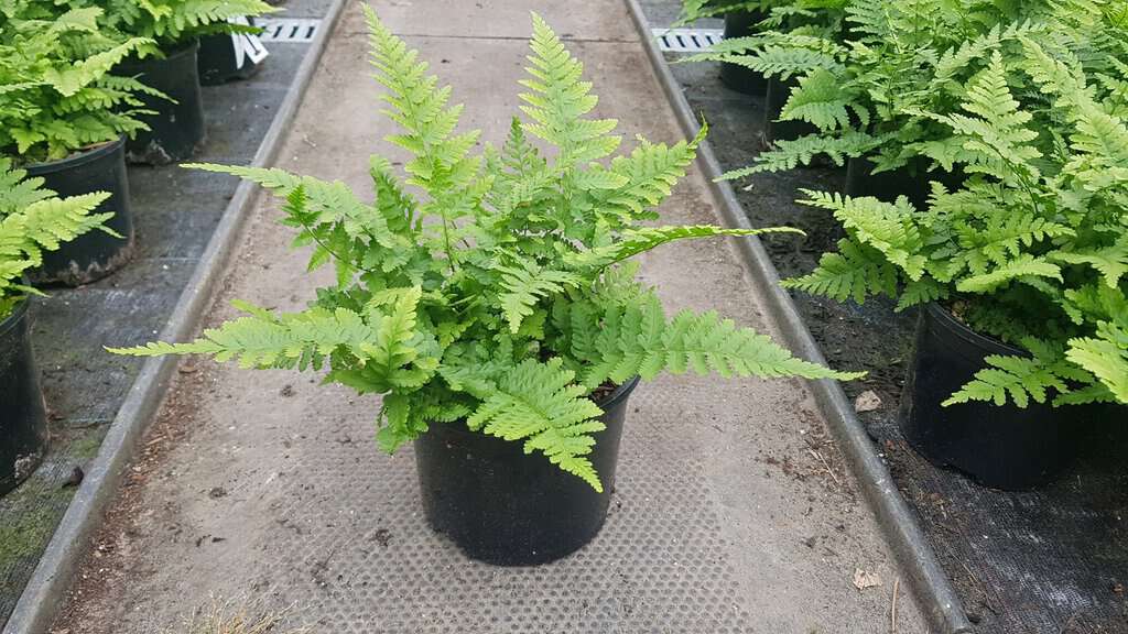 Dryopteris filix-mas ---