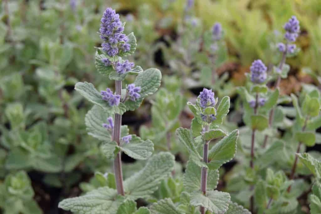Nepeta grandiflora 'Summer Magic' ---
