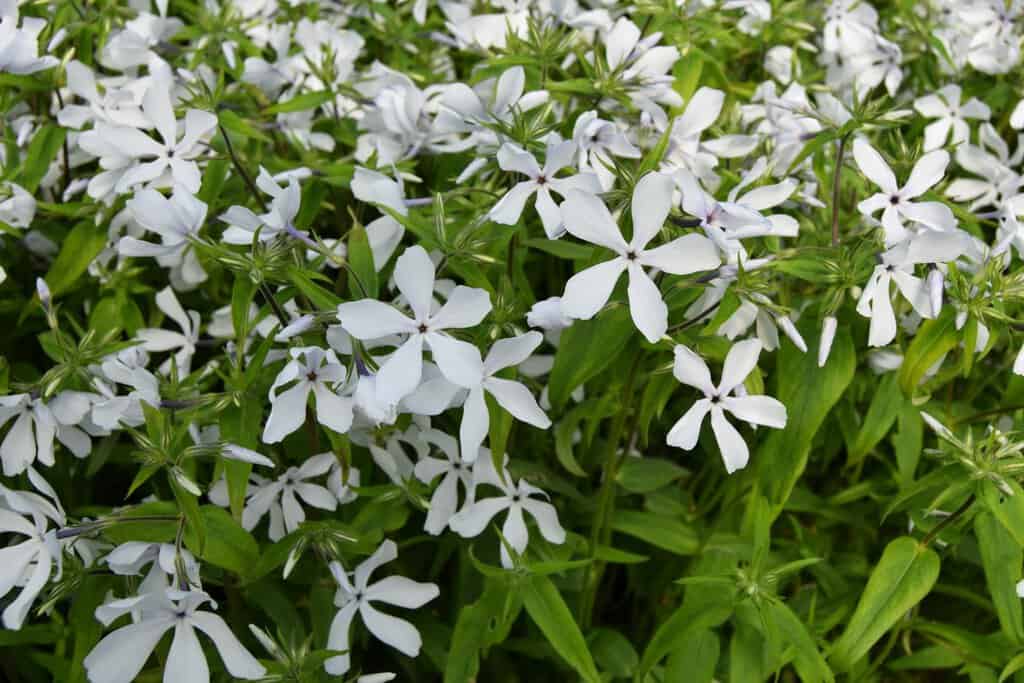 Phlox divaricaria 'White Perfume' ---