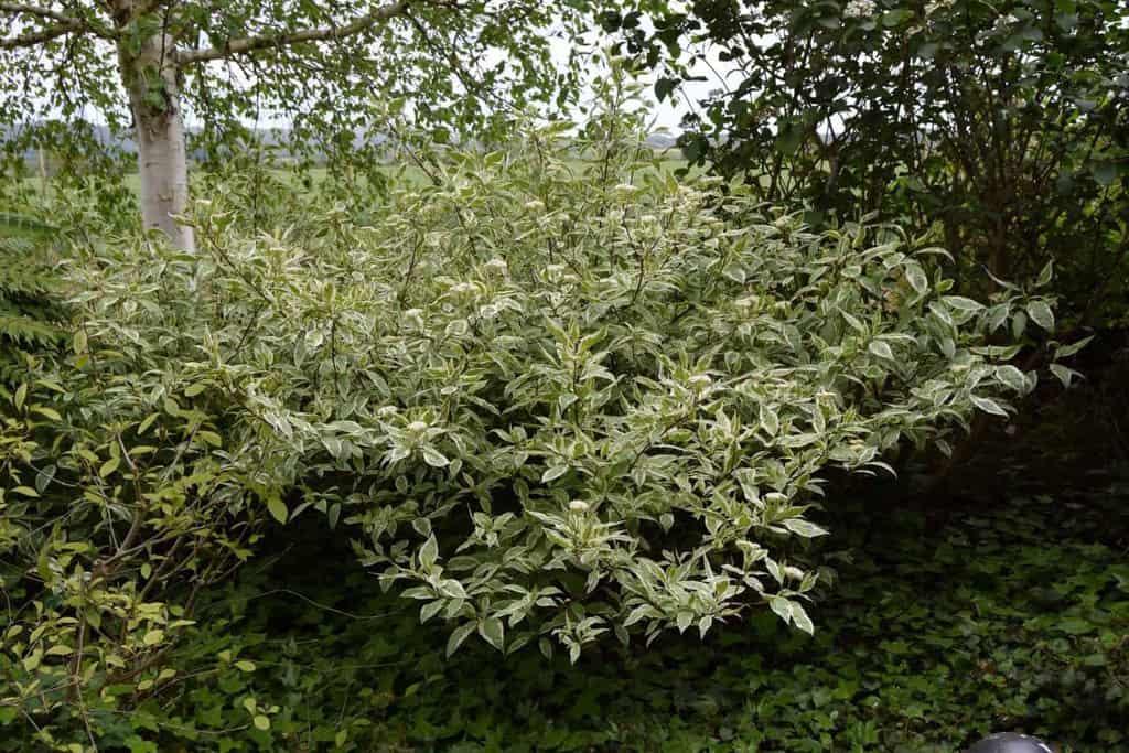 Cornus alba 'Elegantissima' 80-100 cm