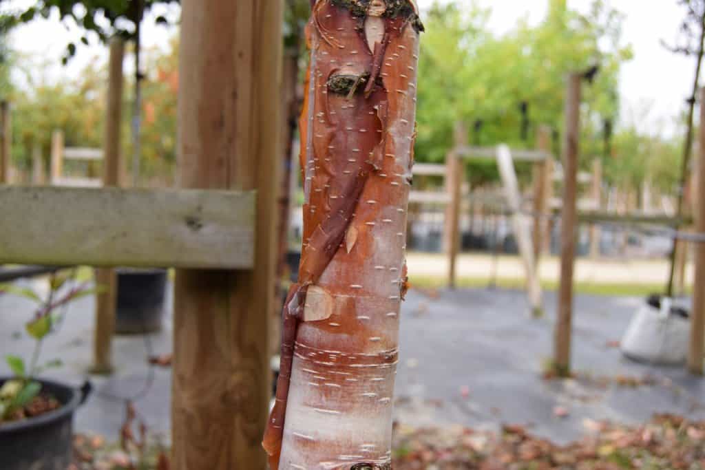 Betula albosinensis 'Fascination' 200-250 cm