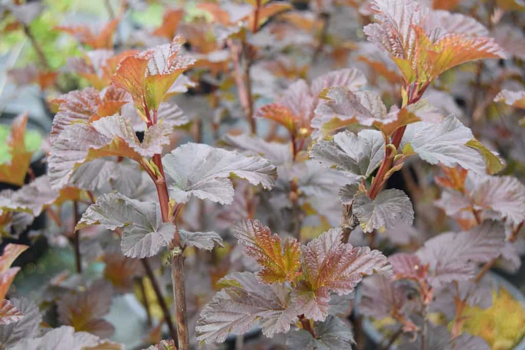 Physocarpus opulifolius 'Diabolo' 60-80 cm