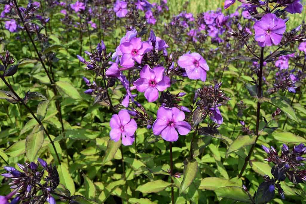 Phlox paniculata 'Blue Paradise' ---