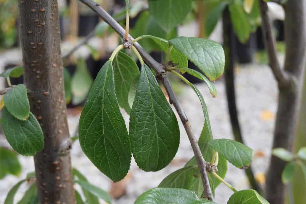 Prunus domestica 'Victoria' 8-10 S
