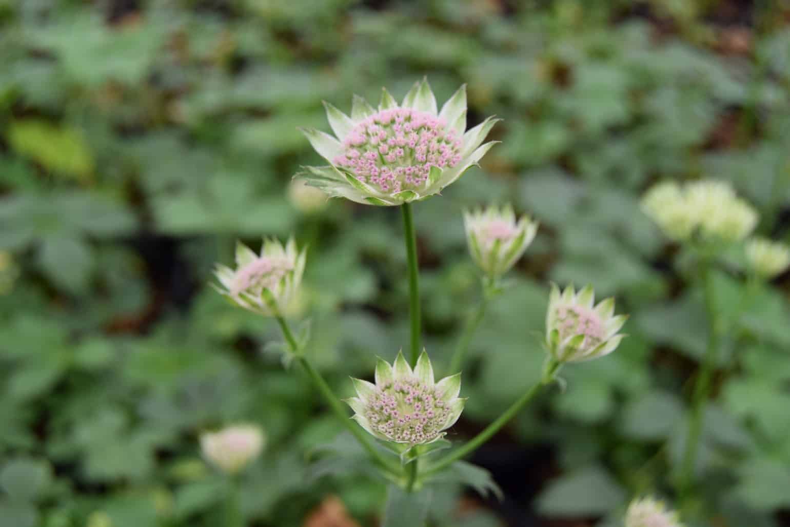 Astrantia 'Buckland'