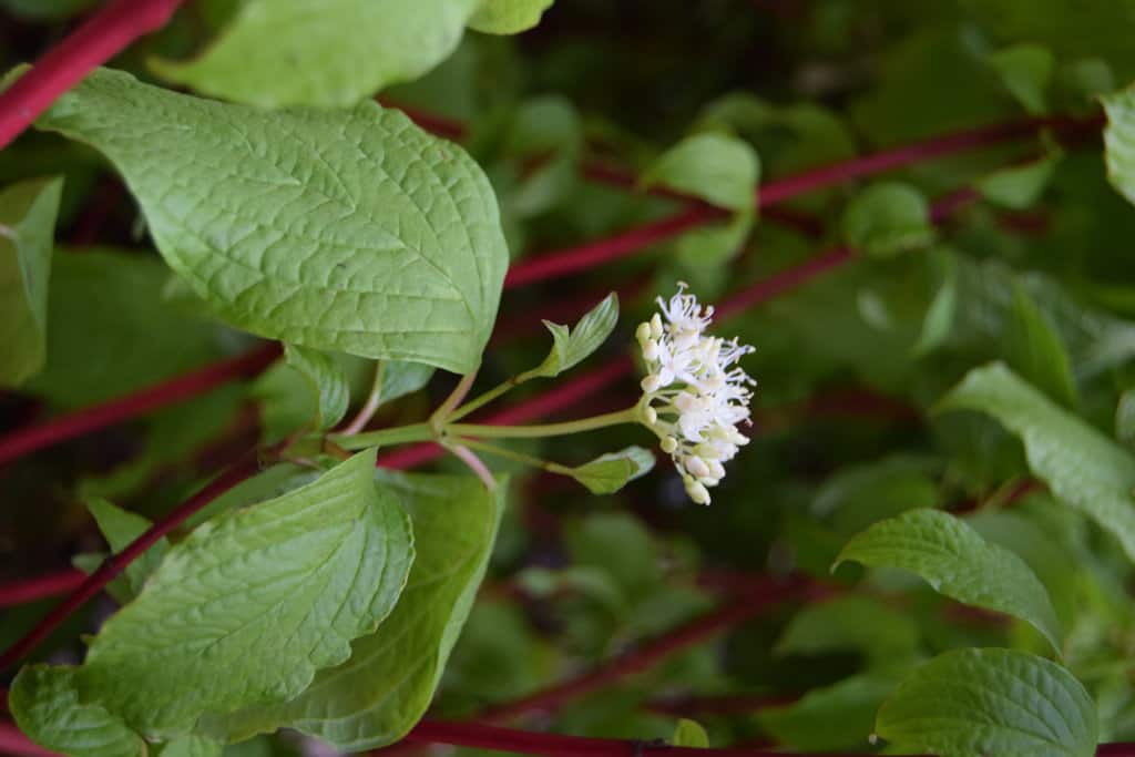 Cornus alba 'Sibirica' 30-40 cm