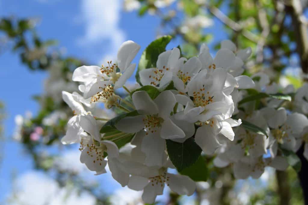 Malus x robusta 'Red Sentinel' 175-200 cm