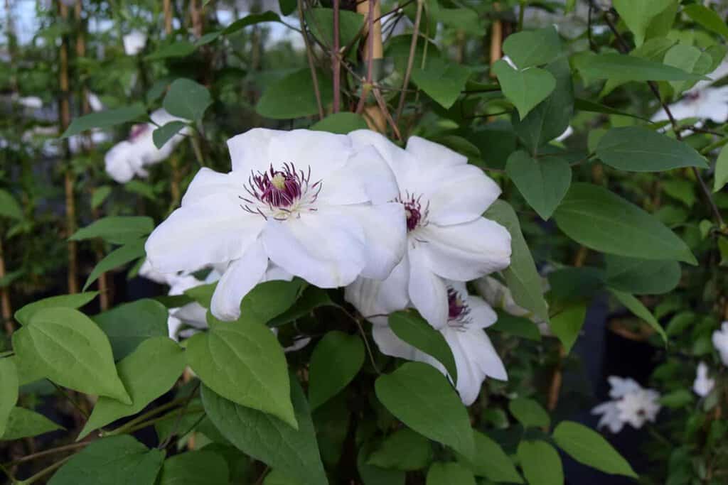 Clematis 'Miss Bateman'