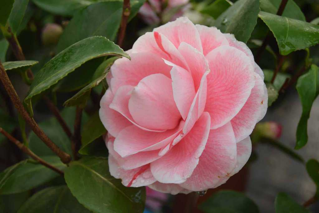 Camellia japonica 'Bonomiana'