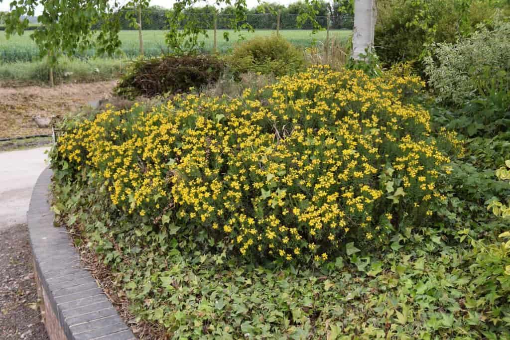 Genista hispanica 15-20 cm
