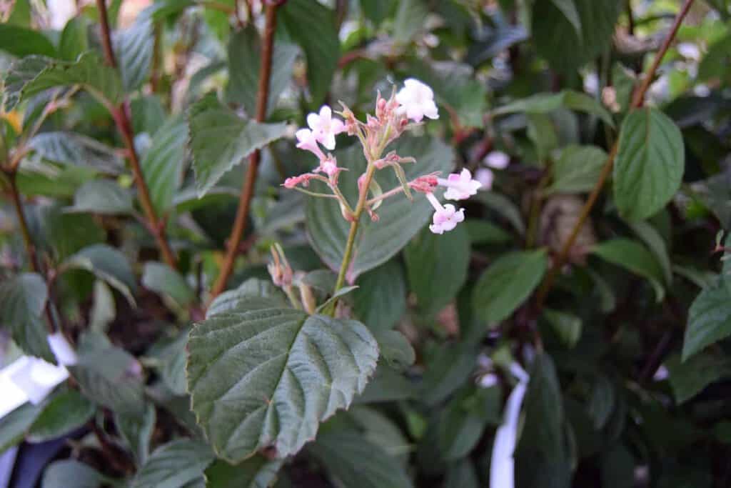 Viburnum x bodnantense 'Dawn' 40-60 cm