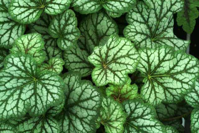 Heuchera 'Green Spice'