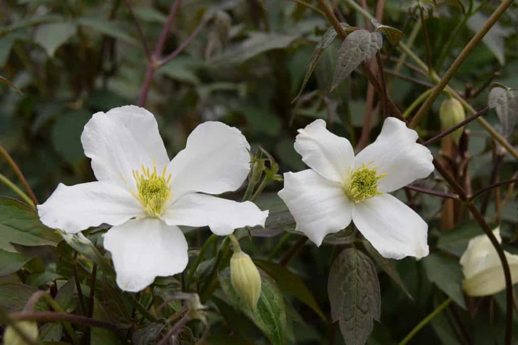 Clematis montana 'Alba' 60-80 cm