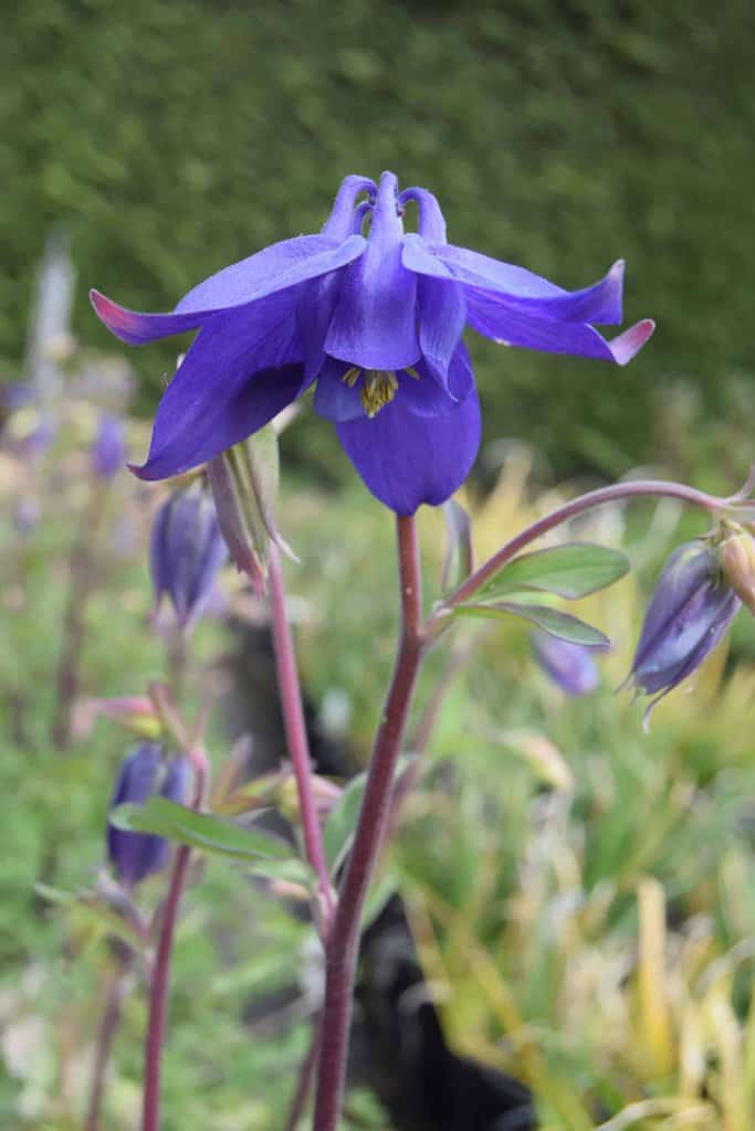 Aquilegia alpina