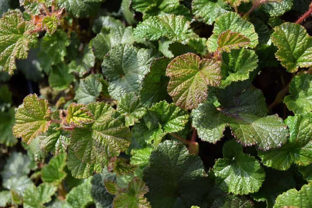Rubus 'Betty Ashburner'