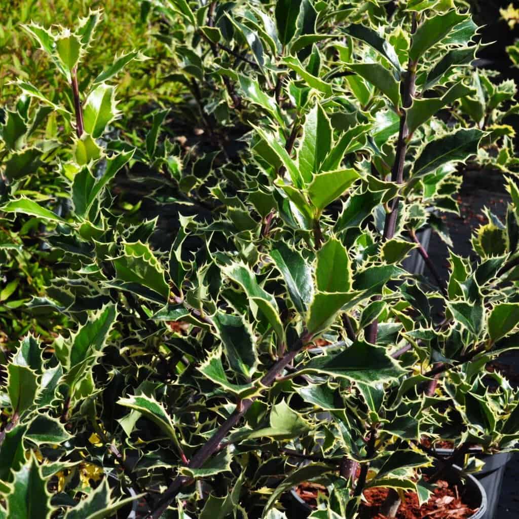 Ilex aquifolium 'Handsworth New Silver'