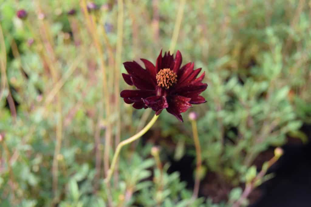Cosmos atrosanguineus