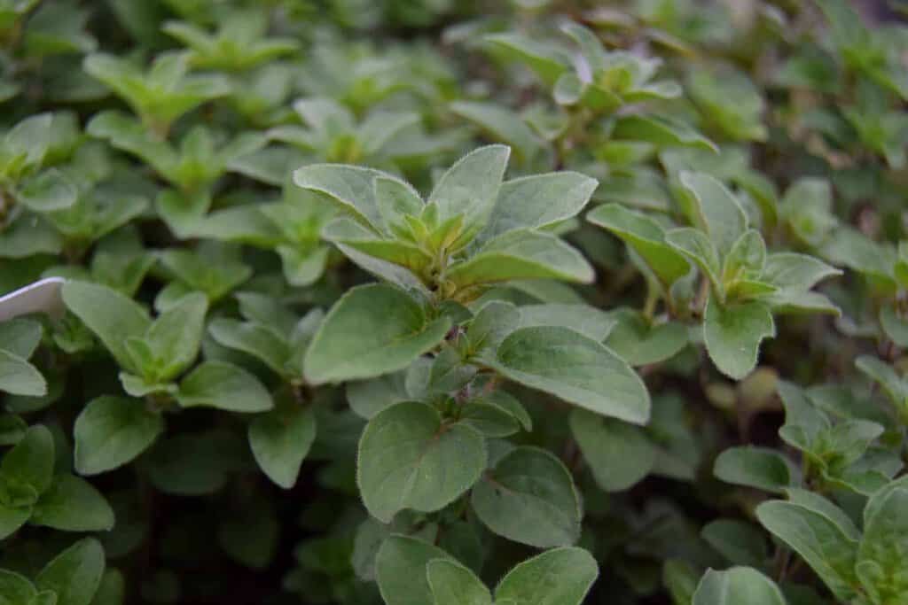 Origanum laevigatum 'Herrenhausen' ---