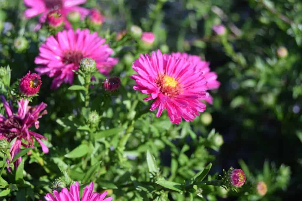 Symphyotrichum novi-belgii 'Jenny' ---