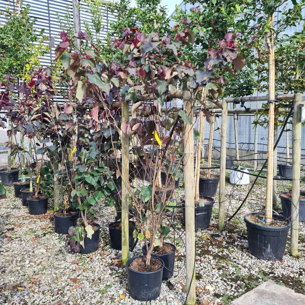 Cercis canadensis 'Forest Pansy' 300-350 cm