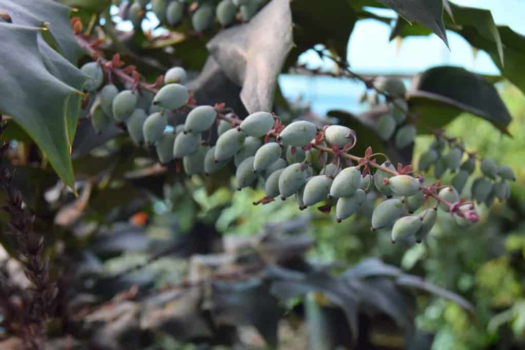 Mahonia japonica 40-60 cm